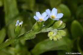 Attēlu rezultāti vaicājumam “Myosotis laxa subsp. baltica”