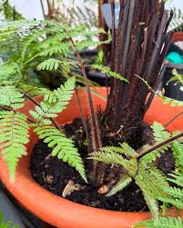 Attēlu rezultāti vaicājumam “Weissia squarrosa”