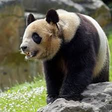 Résultat de recherche d'images pour "pandas"