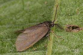 Attēlu rezultāti vaicājumam “Proutia betulina”