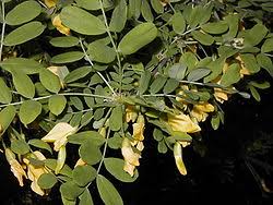 Attēlu rezultāti vaicājumam “Caragana arborescens fruit”
