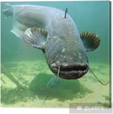 Image result for Silurus glanis