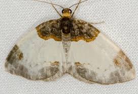 Attēlu rezultāti vaicājumam “Mesoleuca albicillata”