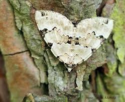 Attēlu rezultāti vaicājumam “Colostygia pectinataria female”