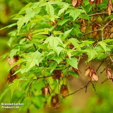 Attēlu rezultāti vaicājumam “Acer tataricum subsp. ginnala bud”