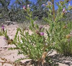 Attēlu rezultāti vaicājumam “Cirsium x rigens”