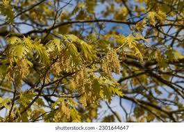 Attēlu rezultāti vaicājumam “Quercus rubra flower”
