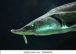 Image result for Acipenser medirostris