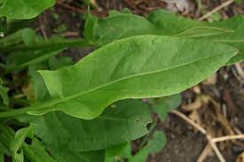 Attēlu rezultāti vaicājumam “Rumex acetosa leaf”