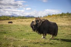 Image result for Mohakenox