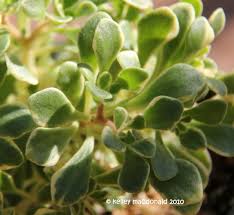 Image result for Aichryson