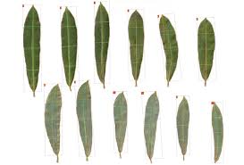 Attēlu rezultāti vaicājumam “Salix purpurea leaf”