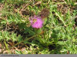 Attēlu rezultāti vaicājumam “Cirsium acaule flower”