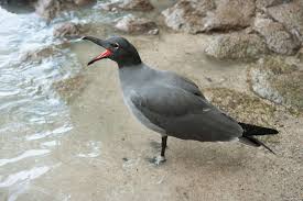 Attēlu rezultāti vaicājumam “Fuligo laevis”