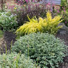 Image result for Sanguisorba minor