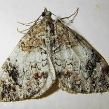 Attēlu rezultāti vaicājumam “Dysstroma truncata”