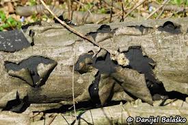 Attēlu rezultāti vaicājumam “Biscogniauxia marginata”