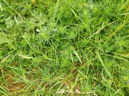 Attēlu rezultāti vaicājumam “Galium verum bud”