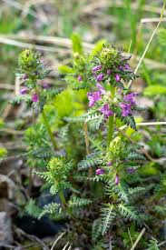 Attēlu rezultāti vaicājumam “Pedicularis palustris fruit”