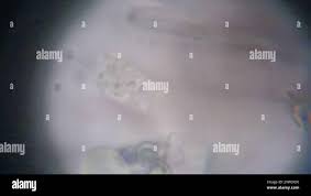 Attēlu rezultāti vaicājumam “Byssocorticium atrovirens”