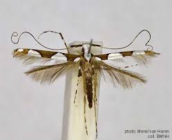 Attēlu rezultāti vaicājumam “Gracillariidae”