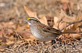 Image result for Zonotrichia albicollis