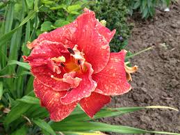 Image result for Hemerocallis `Moses Fire`