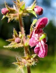 Attēlu rezultāti vaicājumam “xComagaria rosea”