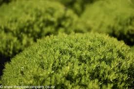 Attēlu rezultāti vaicājumam “Arenaria procera”