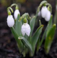 Attēlu rezultāti vaicājumam “Galanthus nivalis flower”