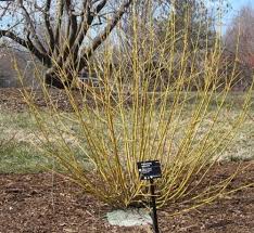 Attēlu rezultāti vaicājumam “Cornus sericea”