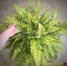 Image result for НЕФРОЛЕПИС (Nephrolepis