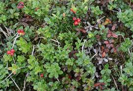 Attēlu rezultāti vaicājumam “Vaccinium vitis-idaea bud”