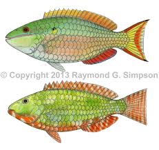 Image result for Sparisoma aurofrenatum