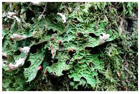 Attēlu rezultāti vaicājumam “Lobaria amplissima”