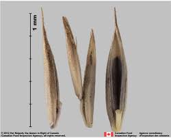 Attēlu rezultāti vaicājumam “Festuca rubra subsp. rubra leaf”