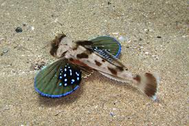 Image result for Chelidonichthys cuculus
