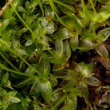 Attēlu rezultāti vaicājumam “Funaria hygrometrica”