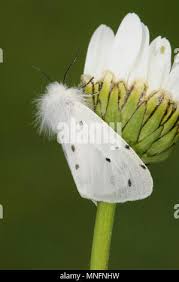 Attēlu rezultāti vaicājumam “Diaphora mendica female”
