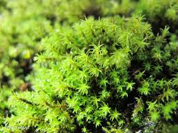 Attēlu rezultāti vaicājumam “Dichodontium pellucidum macro”