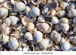 Attēlu rezultāti vaicājumam “Macoma baltica”