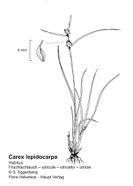 Attēlu rezultāti vaicājumam “Carex lepidocarpa fruit”