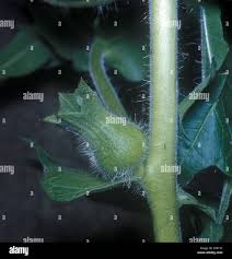 Attēlu rezultāti vaicājumam “Hyoscyamus niger fruit”