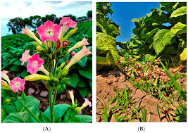 Attēlu rezultāti vaicājumam “Nicotiana tabacum leaf”