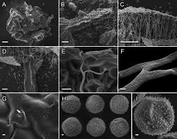Attēlu rezultāti vaicājumam “Colloderma oculatum sessile”
