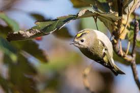 Attēlu rezultāti vaicājumam “Regulus regulus adult”