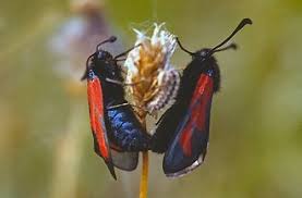 Attēlu rezultāti vaicājumam “Zygaena minos”