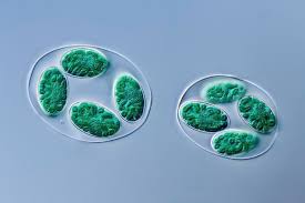 Attēlu rezultāti vaicājumam “Lindbladia tubulina”