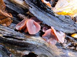 Attēlu rezultāti vaicājumam “Ascocoryne cylichnium”