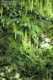 Attēlu rezultāti vaicājumam “Pterocarya fraxinifolia leaf”